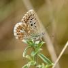 Polyommatus hispana